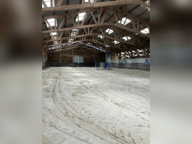 Breeding and trading stable for horses