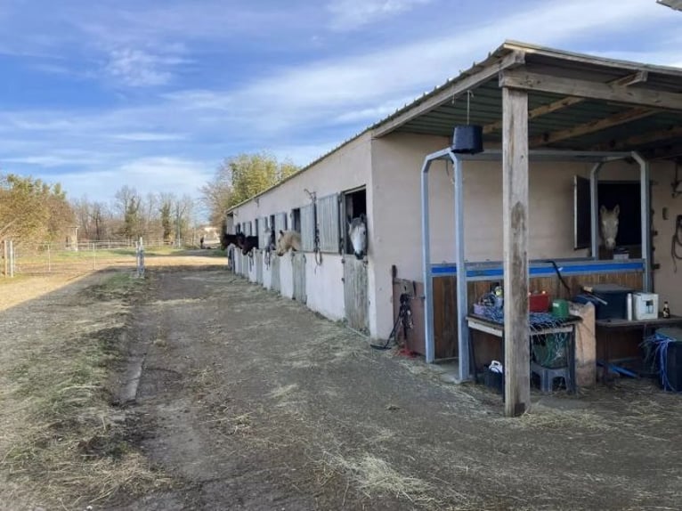 Breeding and trading stable for horses