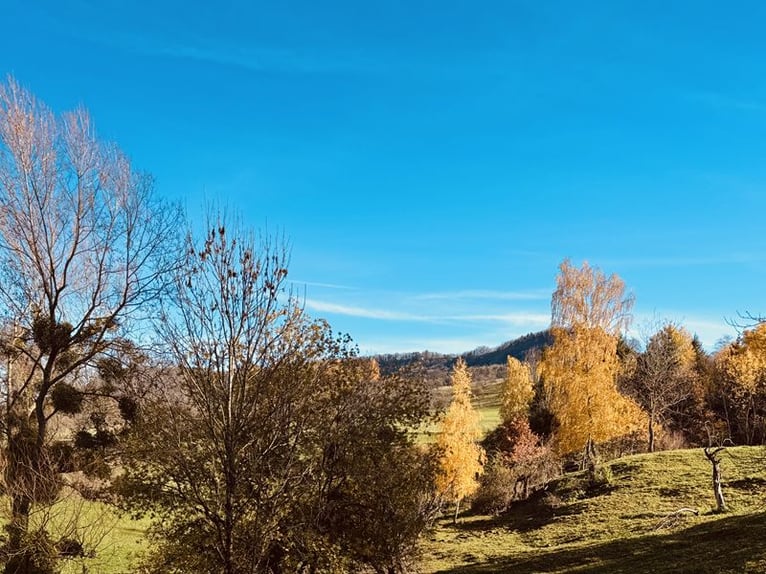 Charming Equestrian Facility Located Between Stuttgart and Lake Constance V11998