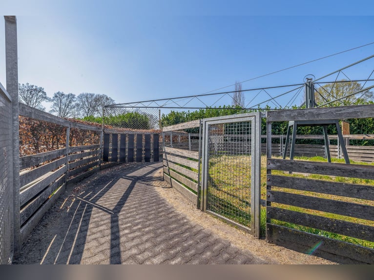 Charming farmhouse with equestrian facilities near ’s-Hertogenbosch