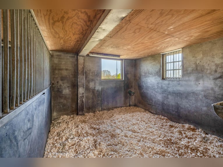 Charming farmhouse with equestrian facilities near ’s-Hertogenbosch