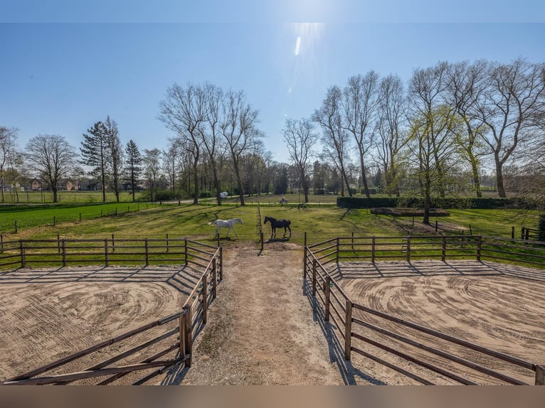 Charming farmhouse with equestrian facilities near ’s-Hertogenbosch