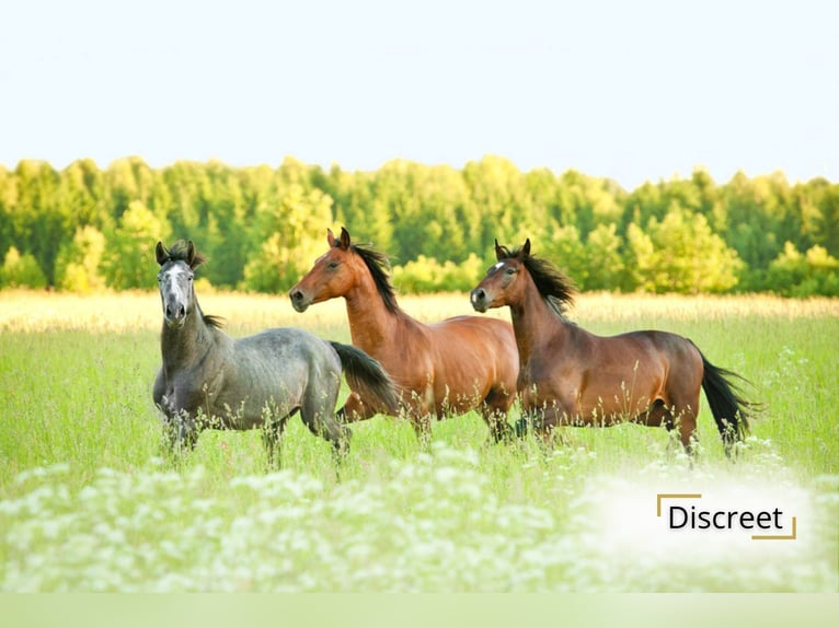 Charming property with an outbuilding, stable block, outdoor riding arena, and pastures on 13,151 m²