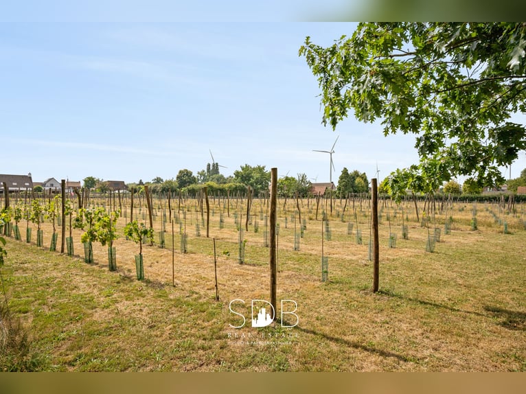 Charming property with vineyard and pastureland covering 14,569 m² in Wachtebeke | Belgium