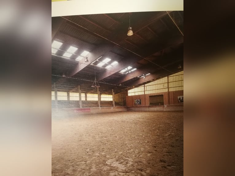 Commercial riding facility in the Northern Black Forest