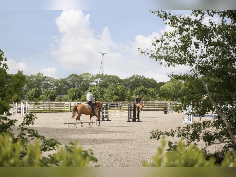 Complete equestrian accommodation located on a plot of 2 hectares in the outskirts