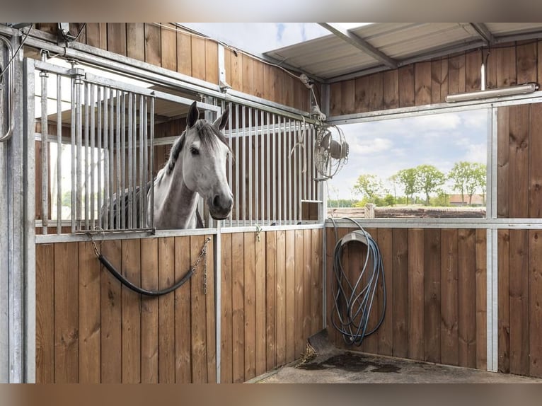 Complete equestrian accommodation located on a plot of 2 hectares in the outskirts