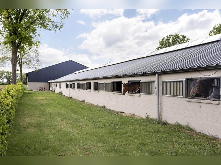 Complete equestrian accommodation located on a plot of 2 hectares in the outskirts