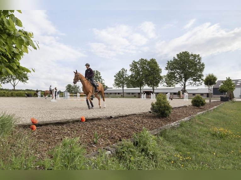 Complete equestrian accommodation located on a plot of 2 hectares in the outskirts