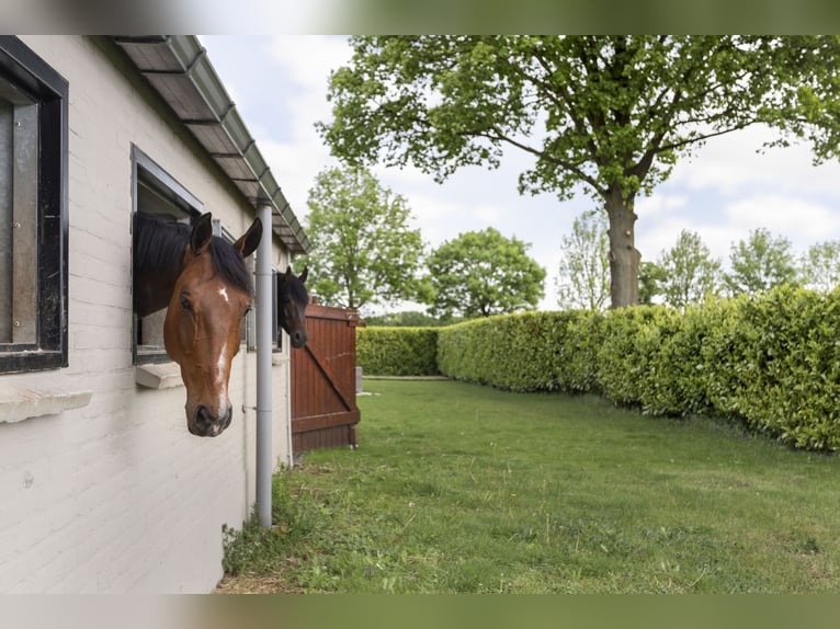 Complete equestrian accommodation located on a plot of 2 hectares in the outskirts