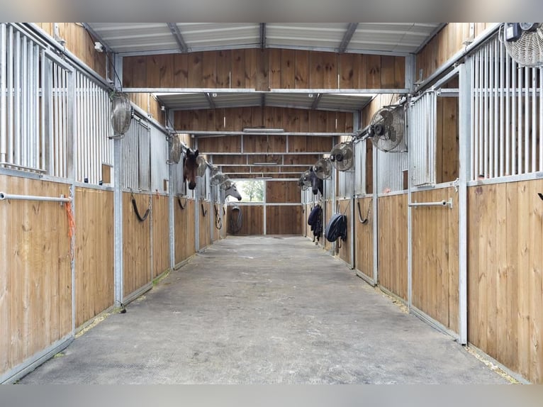 Complete equestrian accommodation located on a plot of 2 hectares in the outskirts