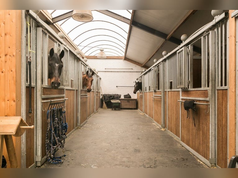 Complete equestrian accommodation located on a plot of 2 hectares in the outskirts