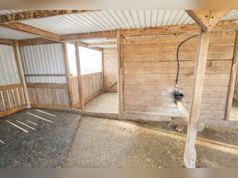 Completely renovated former farm with 3 hectares of private land, riding arena, and indoor riding ha