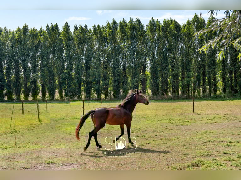 Contemporary villa with family garden and pastureland on 7,496 m² in Heusden | Belgium