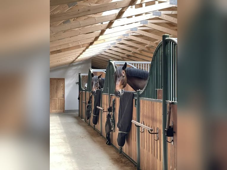 Denmark - Luxury country living with your own horses