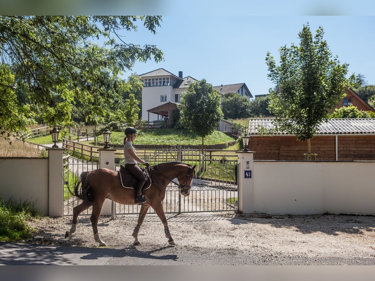 Dream property with 2,075 m² for horses and people, with building rights for a stable, located in Lo