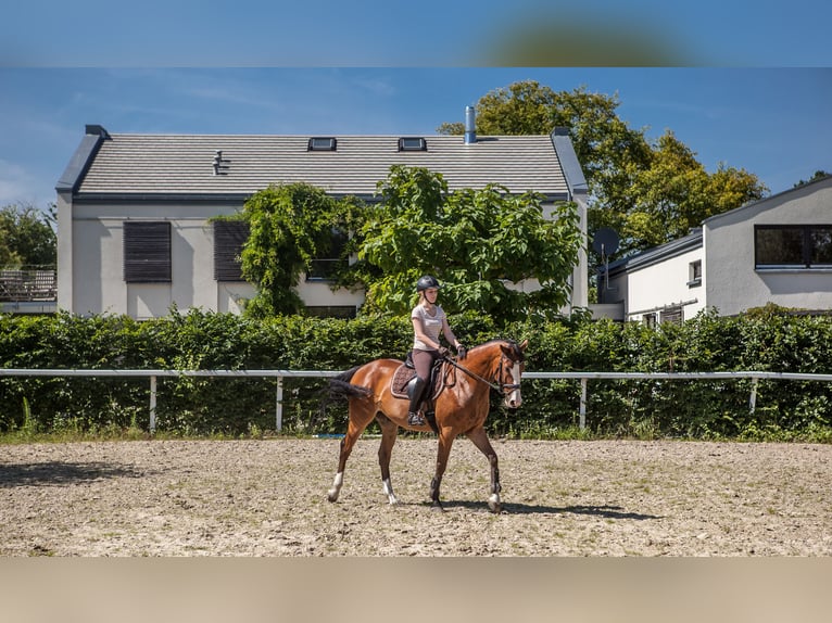 Dream property with 2,075 m² for horses and people, with building rights for a stable, located in Lo