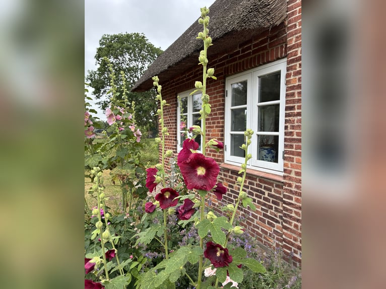 Dreamlike thatched-roof estate on 4.5 acres near Sylt