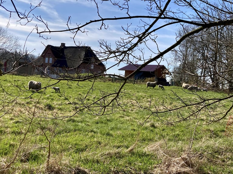 Dreamlike thatched-roof estate on 4.5 acres near Sylt