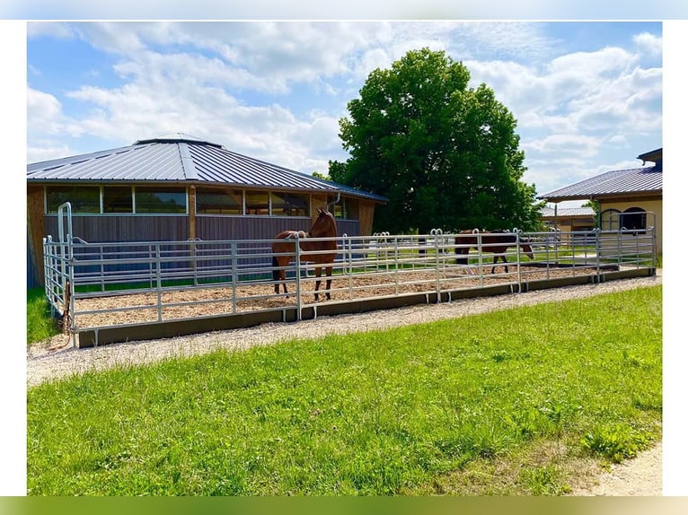 Eastern Switzerland – Exclusive equestrian facility with a Mediterranean-style villa and extensive g