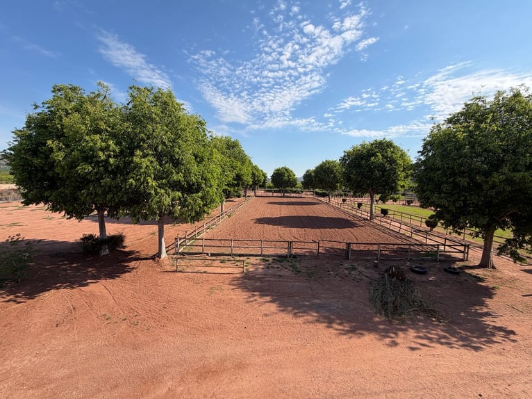 Equestrian estate in Valencia