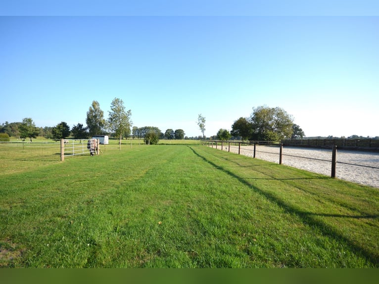 Equestrian estate on 5.7 hectares! Dream property featuring a thatched-roof house, guesthouse, and s