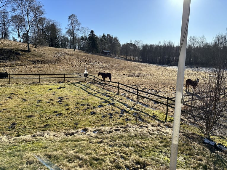 Equestrian Estate with Indoor Arena, 18 Horse Boxes, and Guest Cottages –