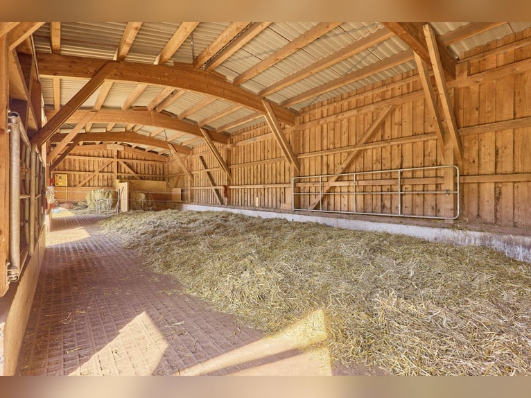 Equestrian facility in Rhineland-Palatinate – located in the Donnersbergkreis with a turnout stable 