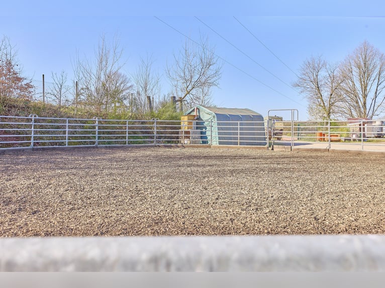 Equestrian facility in Rhineland-Palatinate – located in the Donnersbergkreis with a turnout stable 