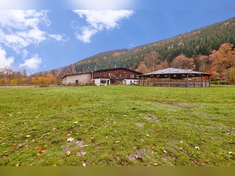 Equestrian facility in the Black Forest on a leasehold property featuring two residential units!