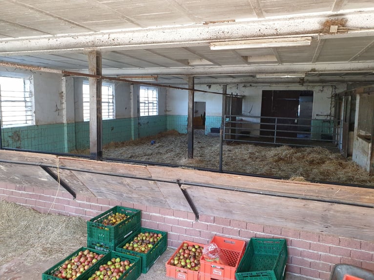 Equestrian facility in the Harz region near Bad Sachsa – Large standalone farm with an indoor riding