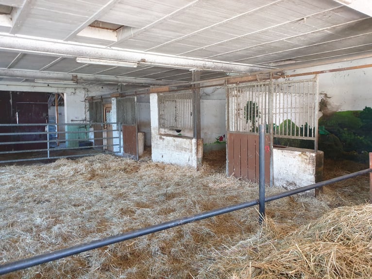 Equestrian facility in the Harz region near Bad Sachsa – Large standalone farm with an indoor riding