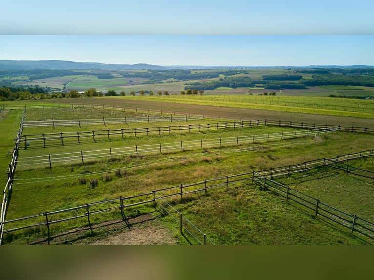 Equestrian facility near Koblenz for sale – located within the special development area "Living with