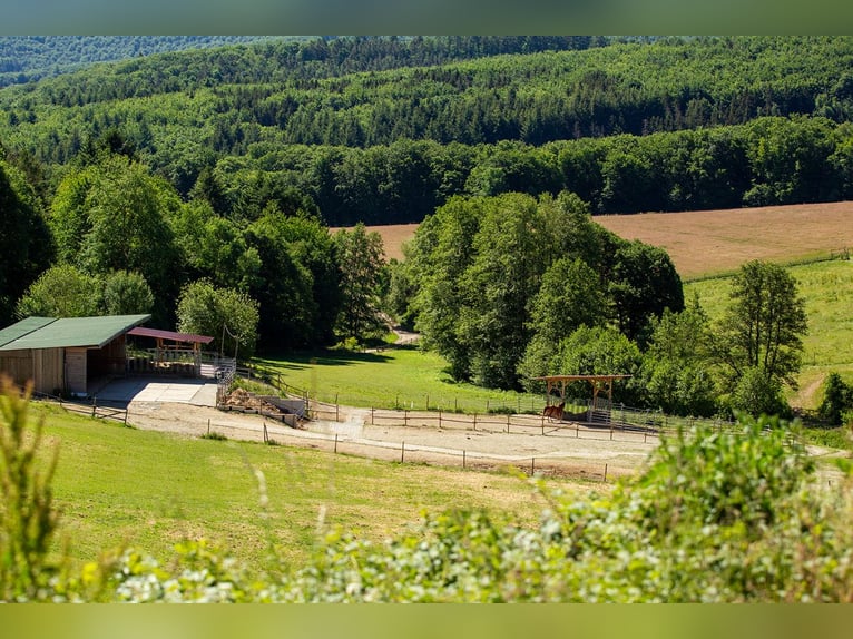 Equestrian facility with approximately 45 acres of private land, extensive riding arena, and multipl