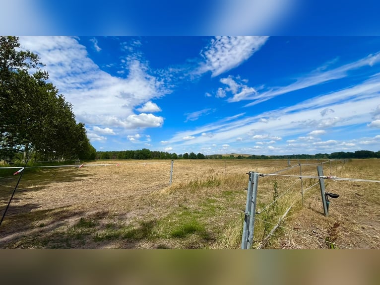 Equestrian facility with versatile development potential near Berlin