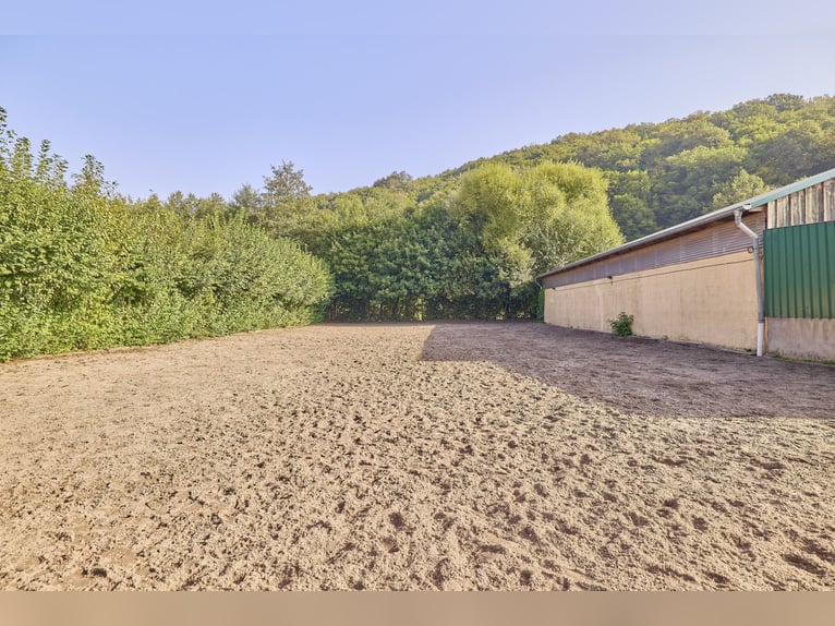 Equestrian farm in Rhineland-Palatinate featuring 8 stables and a small indoor arena in Niederhambac