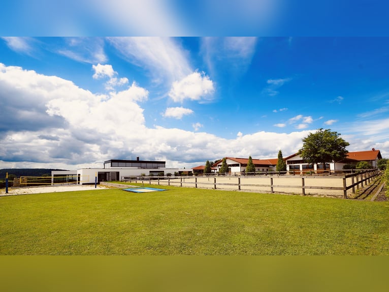 Equestrian idyll meets design – living in style, enjoying luxury V13132