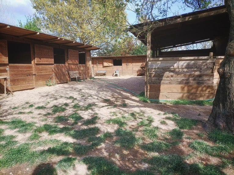 Equestrian property in Italy close to Po Delta Park and 30 minutes to the beach 