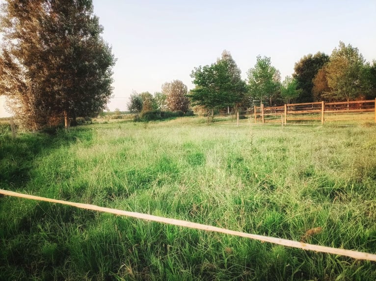 Equestrian property in Italy close to Po Delta Park and 30 minutes to the beach 