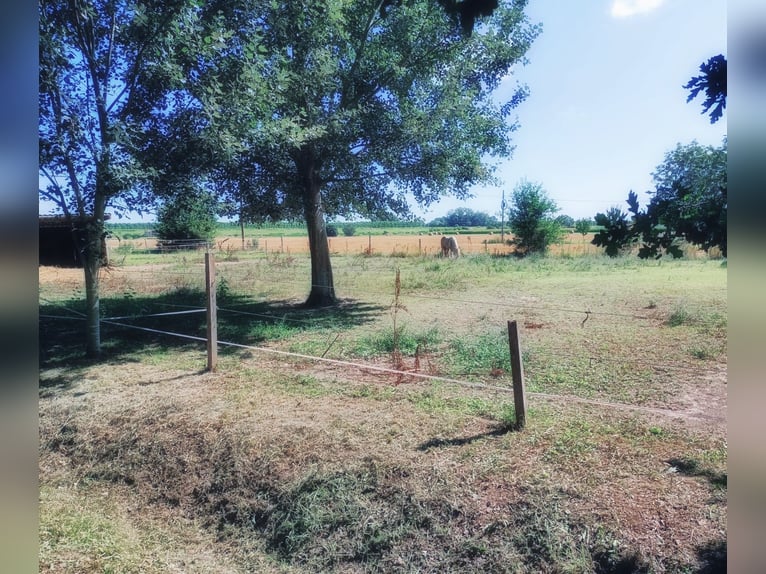 Equestrian property in Italy close to Po Delta Park and 30 minutes to the beach 