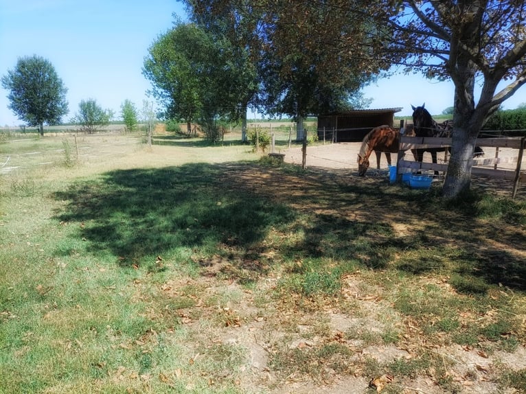 Equestrian property in Italy close to Po Delta Park and 30 minutes to the beach 