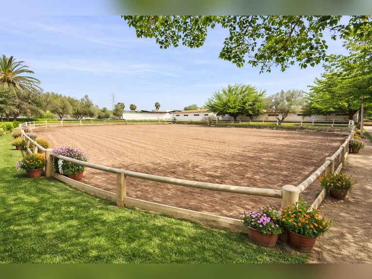 Equestrian property in La Marina, Alicante, close to the beach