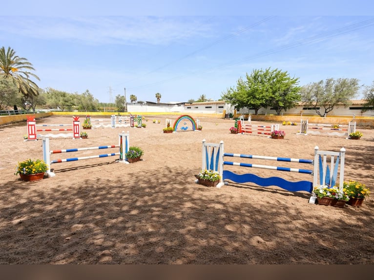 Equestrian property in La Marina, Alicante, close to the beach