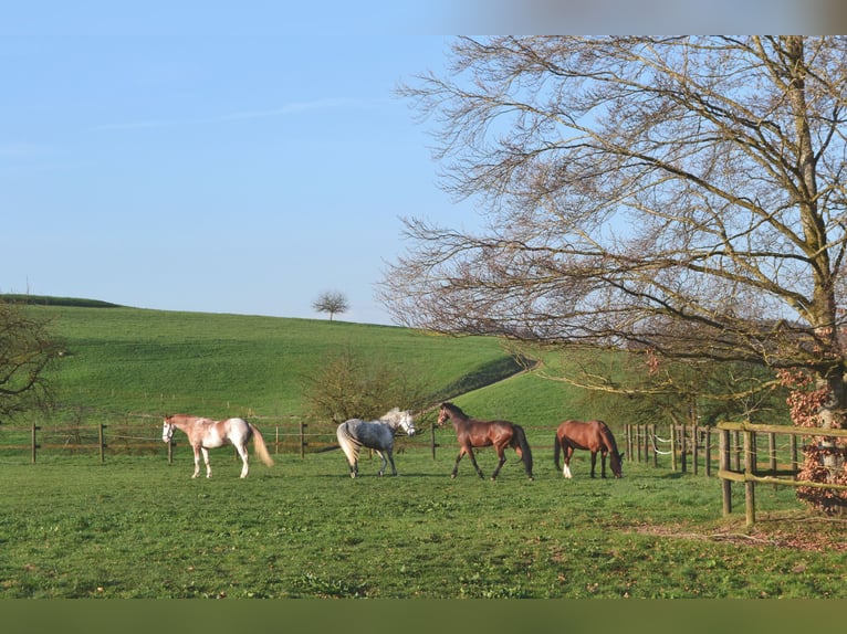 Equestrian property with 3.3 hectares of pastureland in Switzerland (near St. Gallen)