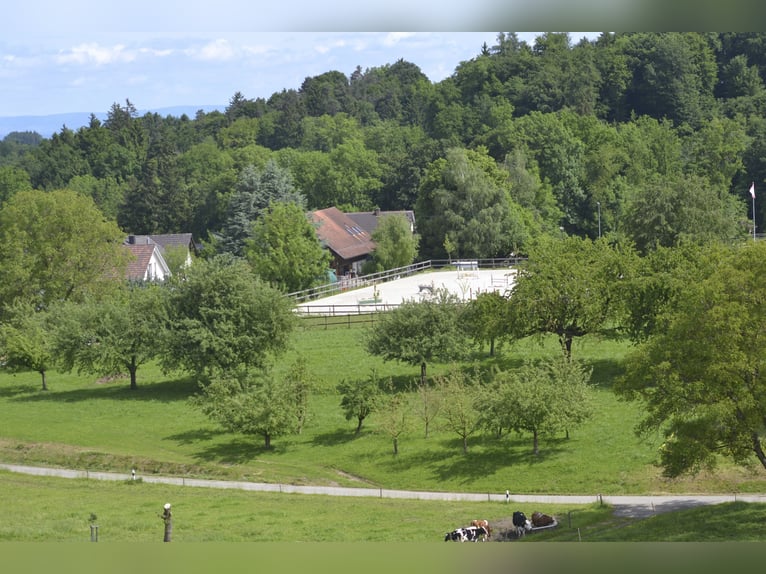 Equestrian property with 3.3 hectares of pastureland in Switzerland (near St. Gallen)