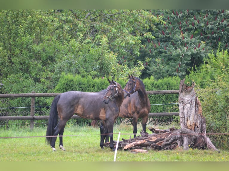 Equestrian property with 3.3 hectares of pastureland in Switzerland (near St. Gallen)