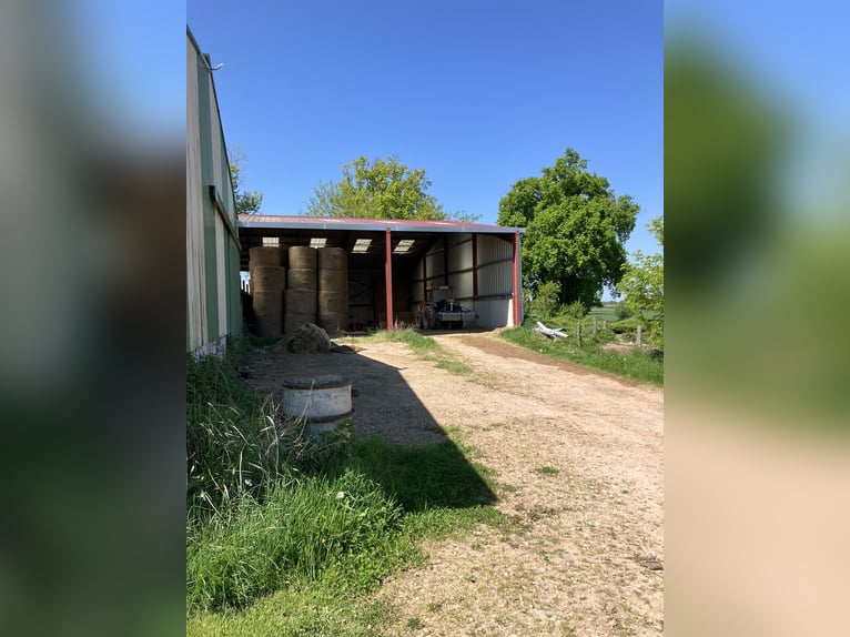 Equestrian property with living accommodations