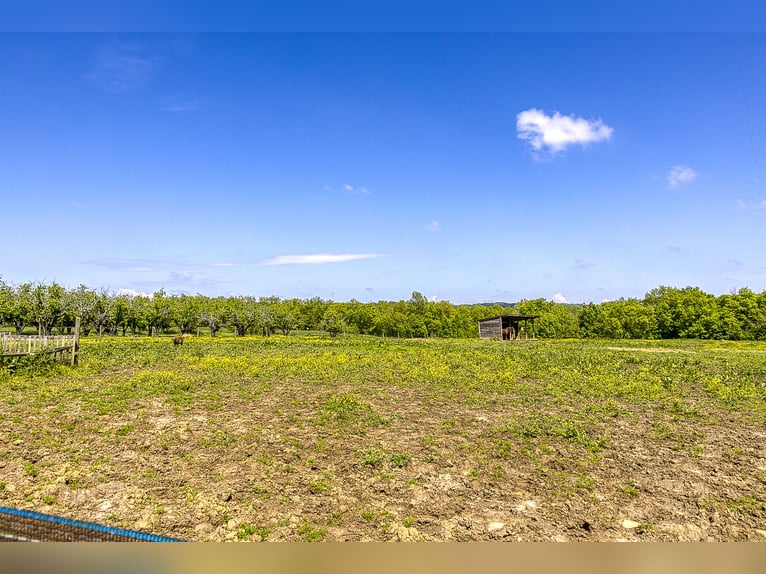 Equestrian property with numerous possibilities