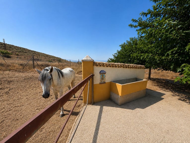 Equestrian property with residential development potential