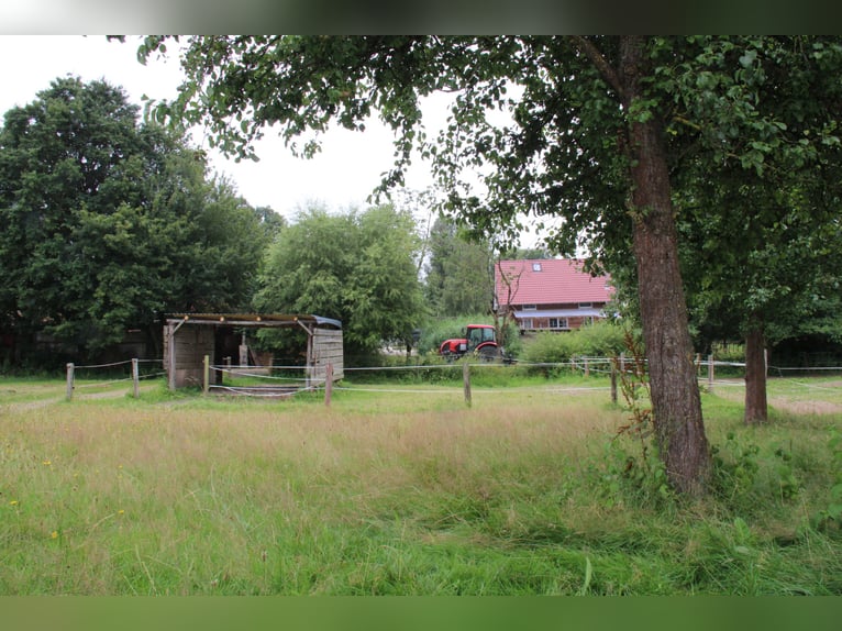 Established ranch and riding facility – approximately 8 hectares of well-shaped land – versatile use